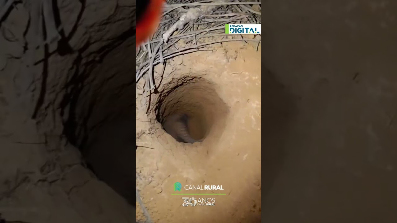 Homem flagra tatu cavando buraco no meio da rua