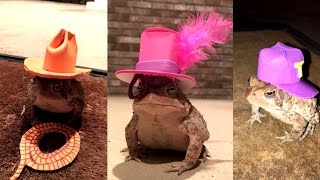 Man Creates Adorable Tiny Top Hats For Wild Toad