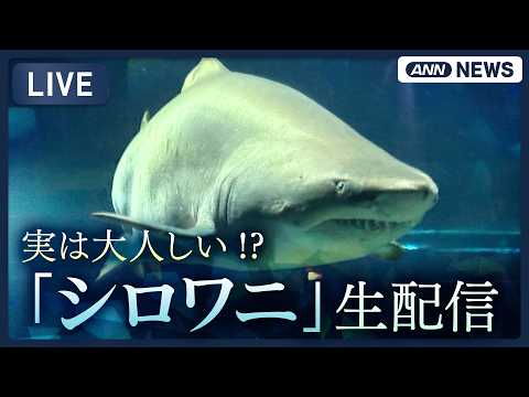 大洗水族館のシロワニ