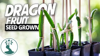 Growing Dragon Fruit Plant From Seeds - Time to Repot And Give Them a Trellis! | Dragon Fruit Plant