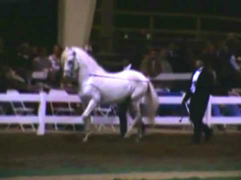 Petrolero del Juncal at Stallion Exhibition - Feb 2009 (OEC in Florida)