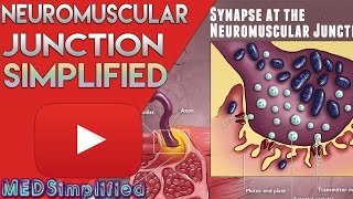 Neuromuscular Junction (NMJ) Structure and Action