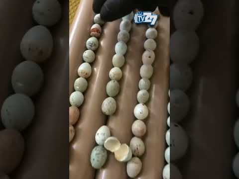 #Criação de canário belga na incubadora excelente para criação de filhotes #canario #canáriobelga