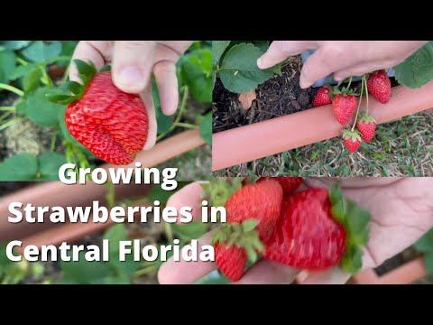 YouTube video about: When to plant strawberries in zone 9?