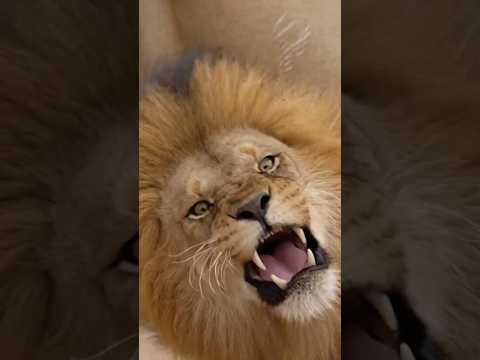 Insane Giant Eland Revenge on the Lion That Targeted Her Calf 😱🦬🦁 #shorts #animals