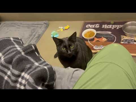 SALEM, an adoptable Domestic Short Hair in Sequim, WA_image-1
