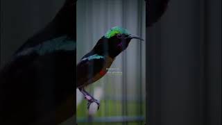 Download lagu suara pikat mp3 konin kolibri ninja liar yang susah turun langsung yamber 100% mp3