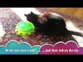 Видео о товаре Catnip Chaser Игрушка для кошек Трек с контейнером для кошачьей мяты / Petstages (США)