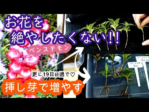 園芸 ペンステモンフラワー ストロビランテ