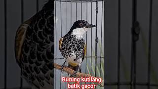 Download lagu kutilang batik gacor mp3 Download lagu kutilang batik gacor mp3