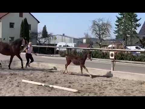 SF v. Taloubet Z - Cool Man K