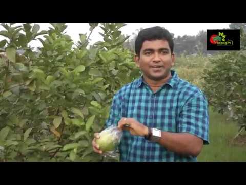 ঝোপ পদ্ধতিতে পেয়ারা চাষ, পেয়ারা ধরবে বারো মাস