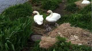 Abbotsbury Swannery's first 2012 cygnets leave nest