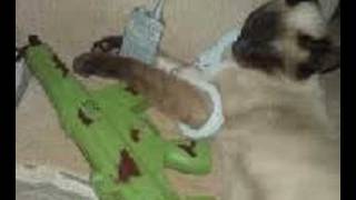 Territorio Prohibido - grupo laberinto