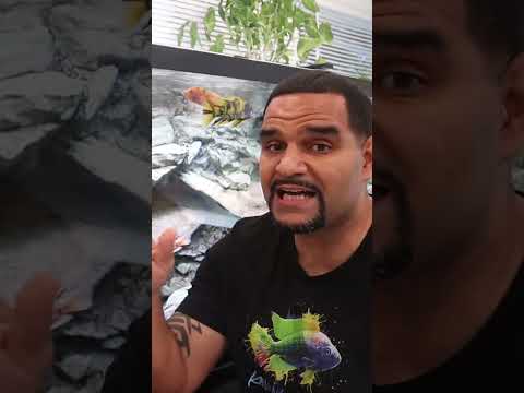 Do you need Chemical Media?  #aquariumhobby #aquariumlifestyle