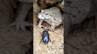 Come out now#cute#love#funny#family#green frog