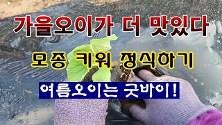 [텃밭농부 2,043]  가을오이가 더 맛있다! 가시오이 백다다기 모종 키워서 정식 #오이재배