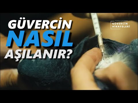 , title : 'Güvercin Aşısı Nasıl Yapılır | Güvercin Hikayeleri | Adana Güvercini'