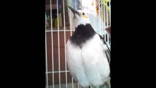 Download lagu Jalak hongkong pinter part 1 mp3