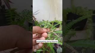 propagating dying fittonia | Plants propagation | GREENLOVER 🌿