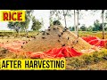 Rice After Harvesting How Rice Is Harvested Life On A Farm