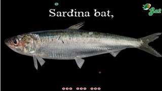 Sardina bat