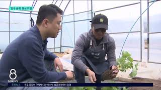 [G1뉴스]재배 감소..'양구 곰취' 명성 위협