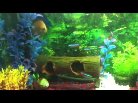 10 gallon tank with discus