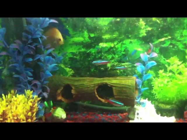 10 gallon tank with discus