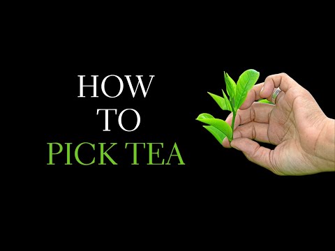 How to Pick Tea - Different Types of Japanese Green Tea and How They are Picked