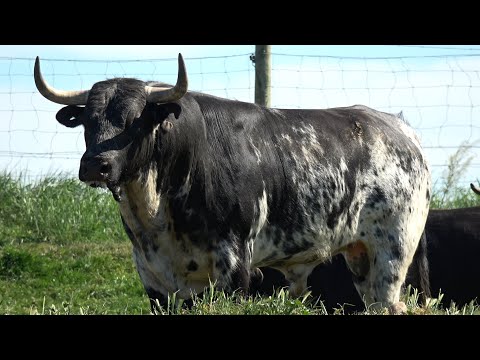 Villafáfila 2024 Toro de San Isidro