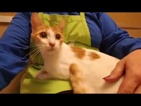 Rayna A775504 (ADOPTED 12/22/19)