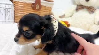 ハーフ犬の動画02