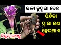 କଳା ଦୁଦୁରା ଚେର କୋଟିପତି କାହିଁକି କରିଥା�