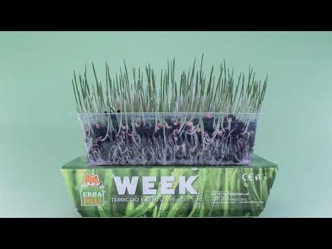 , title : 'Come coltivare l'erba per il tuo gatto!🌱 - Week Erba Più'