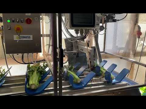 Strauss Sellerie-Banderole