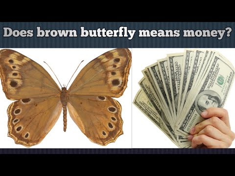 download lagu mp3 mp4 Brown Butterfly Meaning Money, download lagu Brown Butterfly Meaning Money gratis, unduh video klip Brown Butterfly Meaning Money
