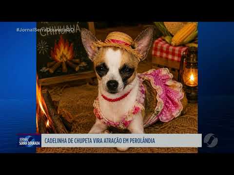 Cadelinha de chupeta vira atração em Perolândia