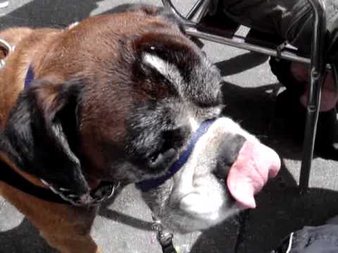 download lagu mp3 mp4 Can Dogs Eat Mushy Peas, download lagu Can Dogs Eat Mushy Peas gratis, unduh video klip Can Dogs Eat Mushy Peas