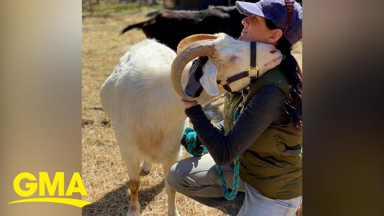 Goat wandered into womanâ€™s driveway from nowhereâ€¦ and so she started a goat sanctuary l GMA Digital - YouTube