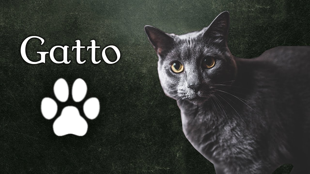 Watch Now 14 - La Magia del Gatto: Simbologia, Sogni e Medicina Sciamanica 14 - La Magia del Gatto: Simbologia, Sogni e Medicina Sciamanica