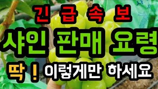 포도 수확  돈되는 방법 조금이라도  된되는 판매를  위한 준비 샤인판매요령 #샤인머스켓재배기술 #시설대형비…