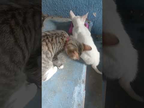 Vídeo de Mel