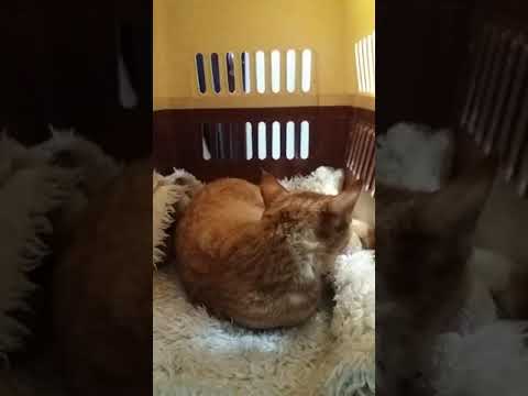 Cat recovery  from spay surgery