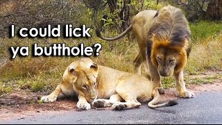 Ozzy Man Reviews: Lioness Mind Games