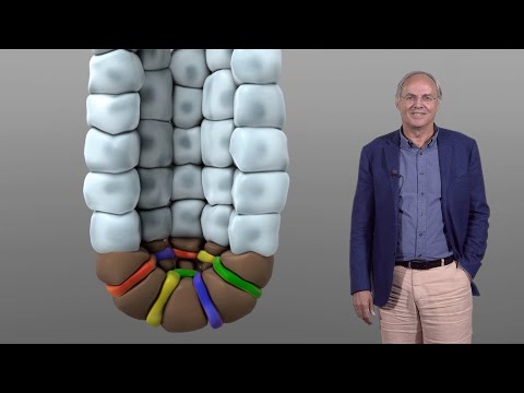 Stem Cells of the Intestinal Crypt
