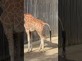Giraffe Going Poo Oakland Zoo