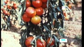 Genetica e biotecnologia per l'agricoltura