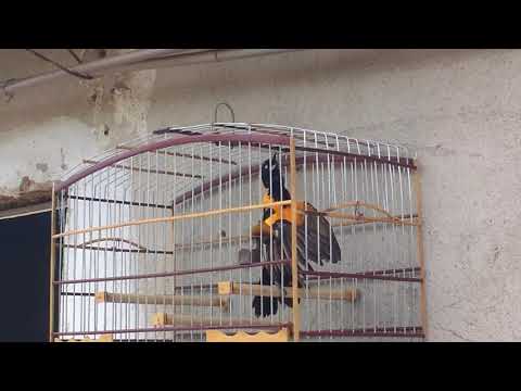 concriz delegalo dando seu belo canto