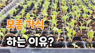 모종 심는시기? 가식하는 방법